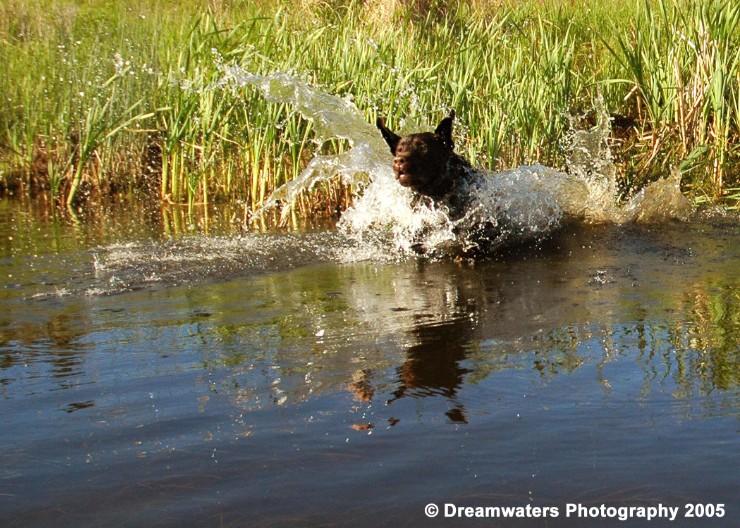 beauBo Retrieving Flying Ears.jpg